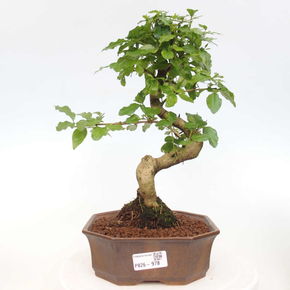 Zimmer Bonsai -Ligustrum chinensis - Vogelschnabel