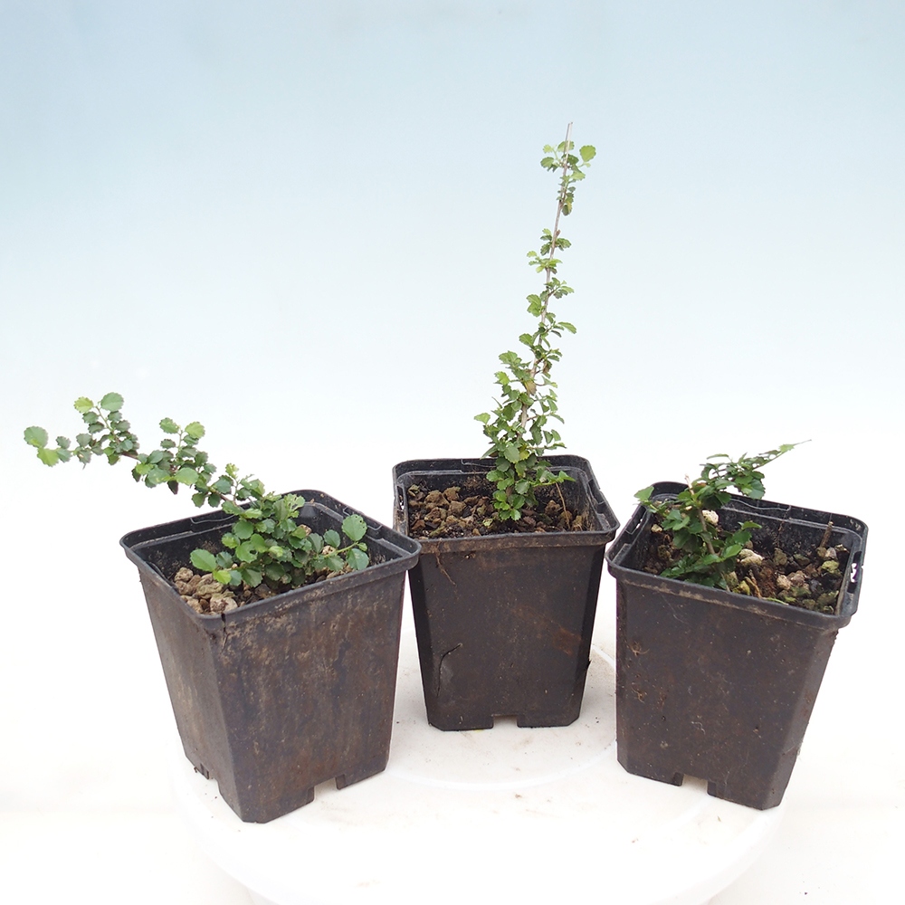 Zimmerbonsai - Grewia sp. - Grewia kleinblättrig im Container