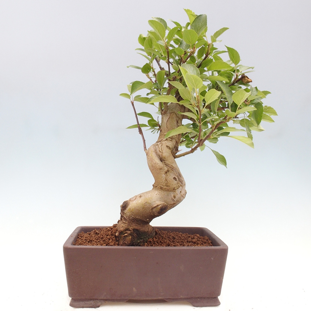 Outdoor-Bonsai -Malus halliana - Kleinfrüchtiger Apfelbaum