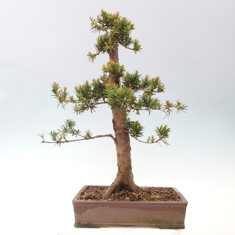 Bonsai für draußen - Taxus cuspidata - Japanische Eibe