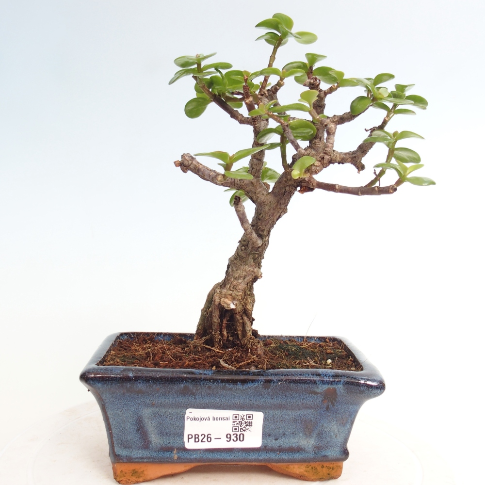 Zimmer Bonsai - Portulakaria Afra - Tlustice