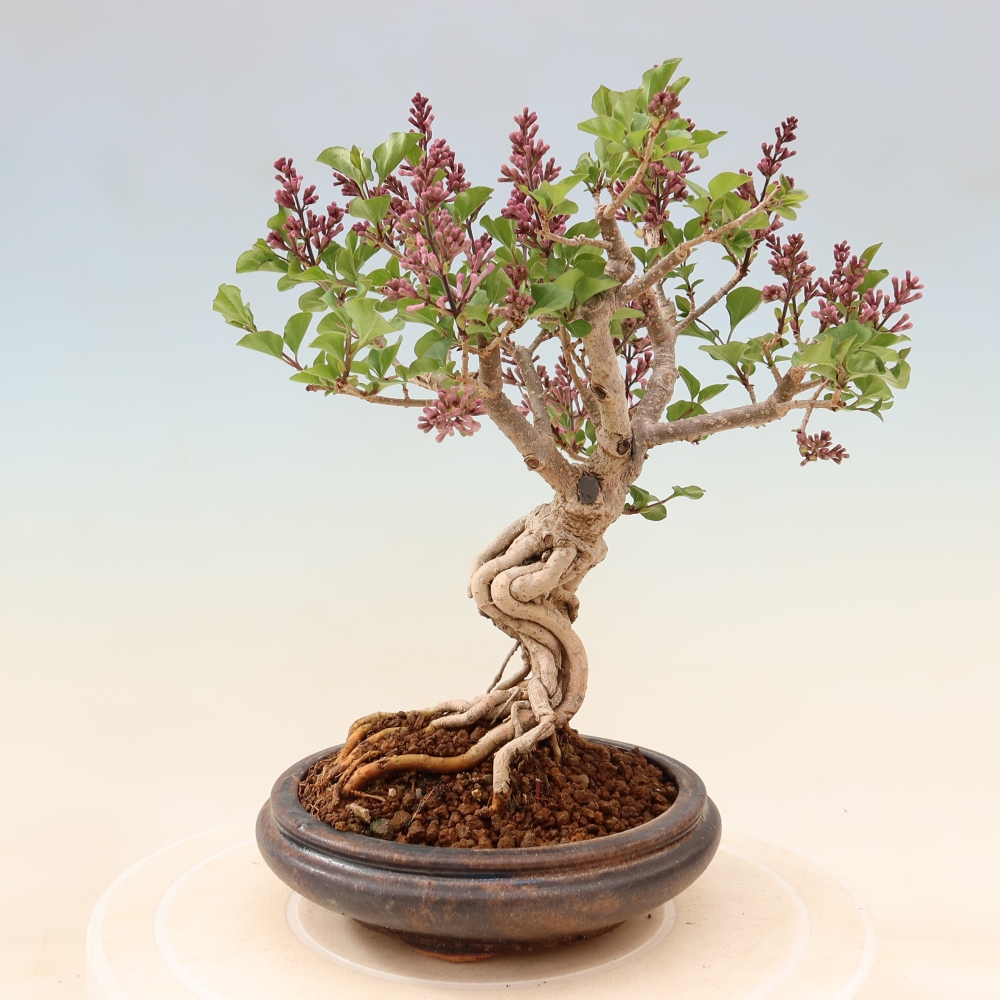 Bonsai für draußen - Syringa microphylla - Kleinblütiger Flieder