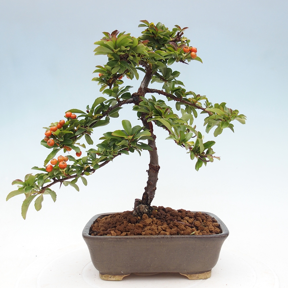 Freiland-Bonsai-Pyracantha Teton -Hlox