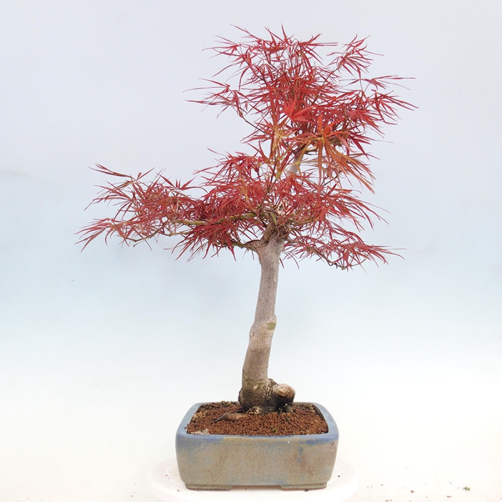Bonsai für draußen - Acer palmatum RED PYGMY