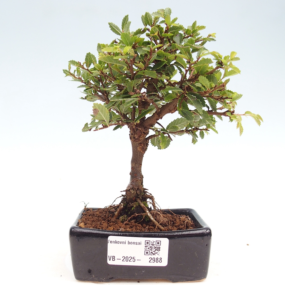 Bonsai für draußen - Ulmus parvifolia Sagei - Kleinblättrige Ulme
