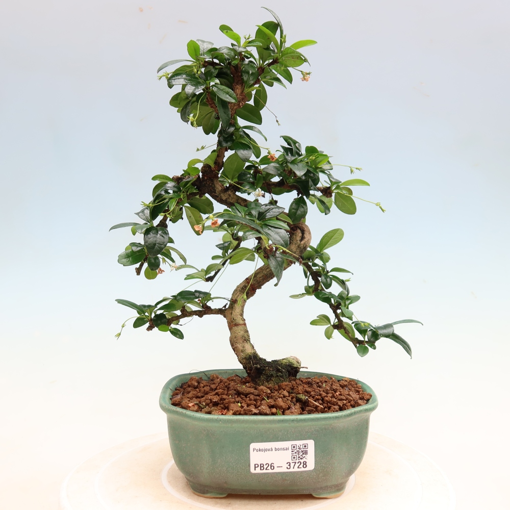 Zimmer-Bonsai - Carmona macrophylla - Tee-Fuki