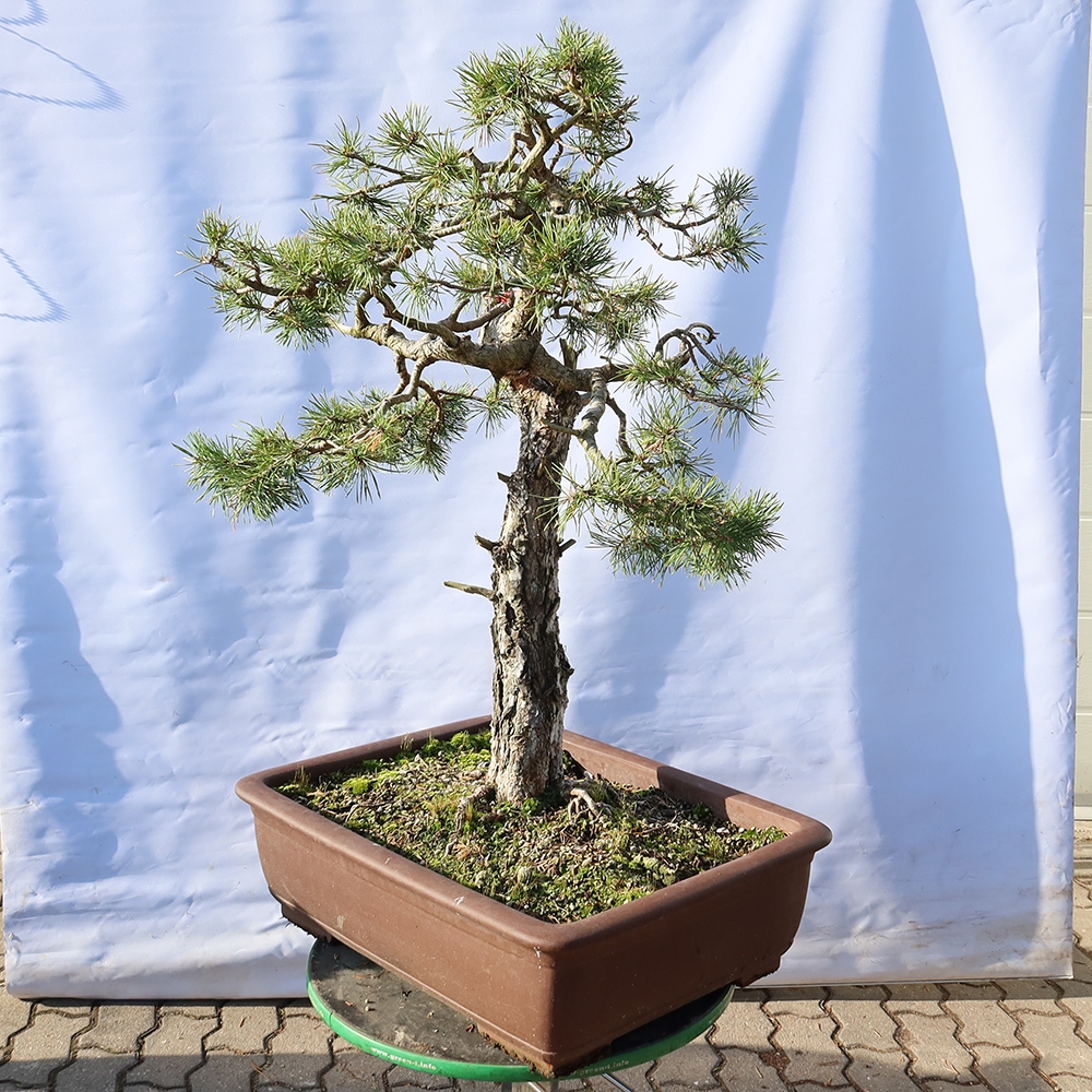 Pinus sylvestris Spanien – Waldkiefer