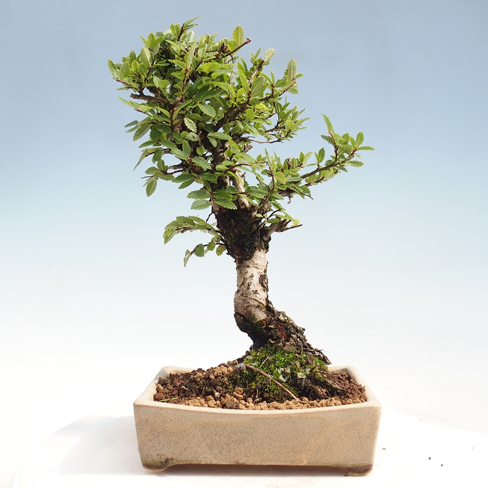 Bonsai für draußen - Zelkova - Zelkova NIRE