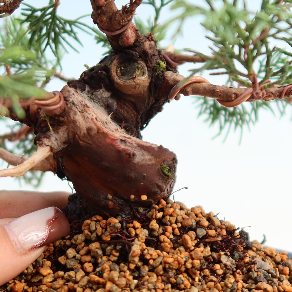 Bonsai für draußen - Juniperus chinensis Itoigawa