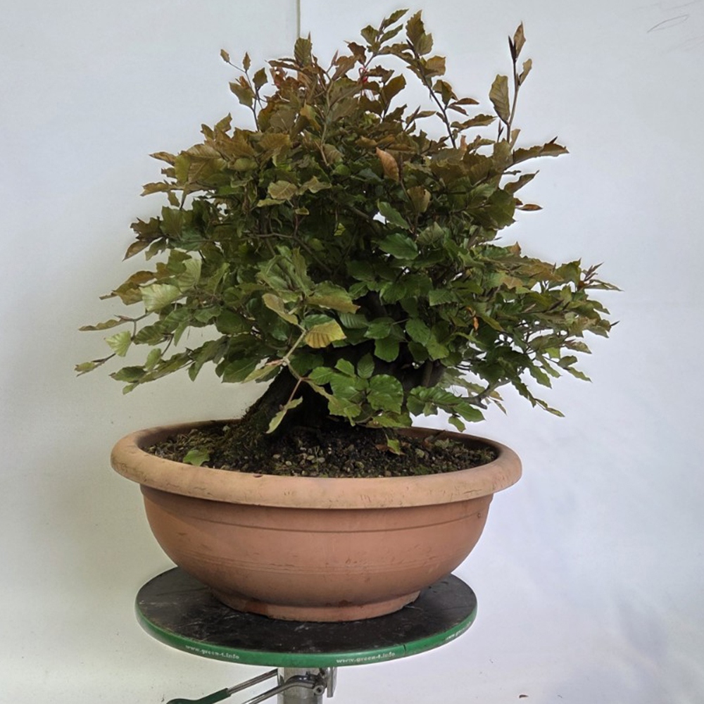 Freiland-Bonsai-Fagus sylvatica