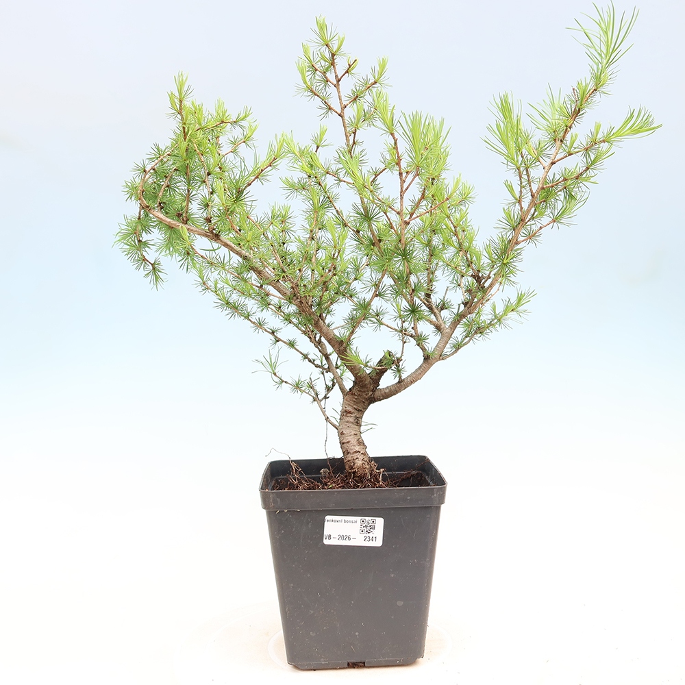 Bonsai für draußen -Larix decidua - Lärche