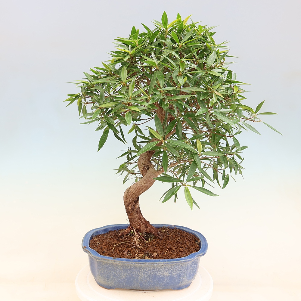 Zimmerbonsai - Ficus nerifolia - Kleinblättriger Ficus