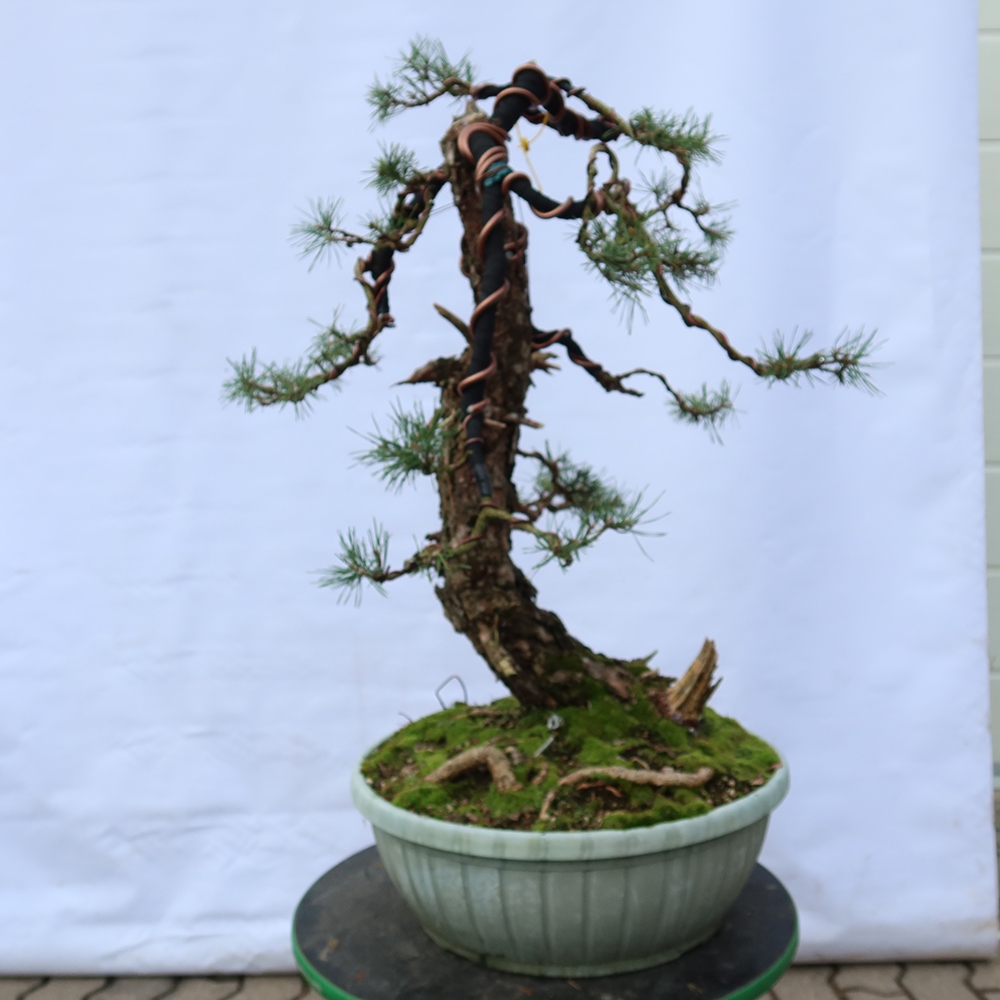 Pinus sylvestris Spanien – Waldkiefer