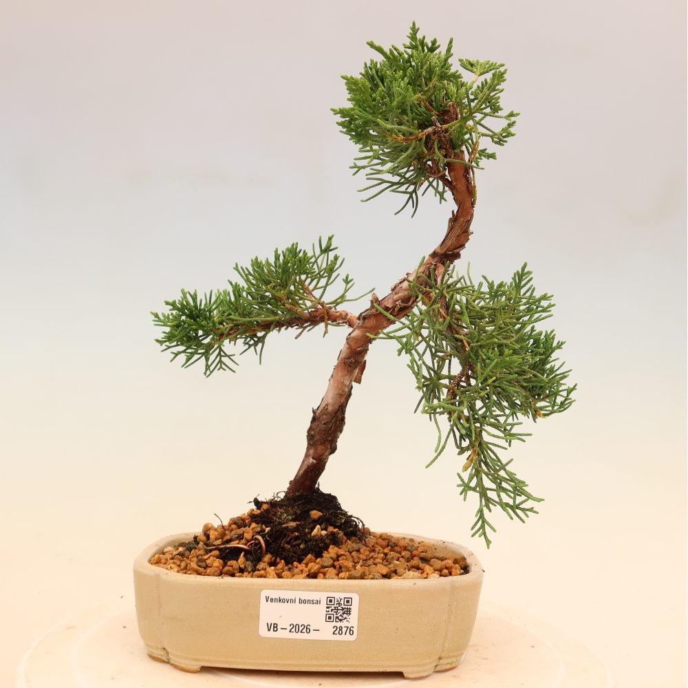 Bonsai für draußen - Juniperus chinensis Kishu