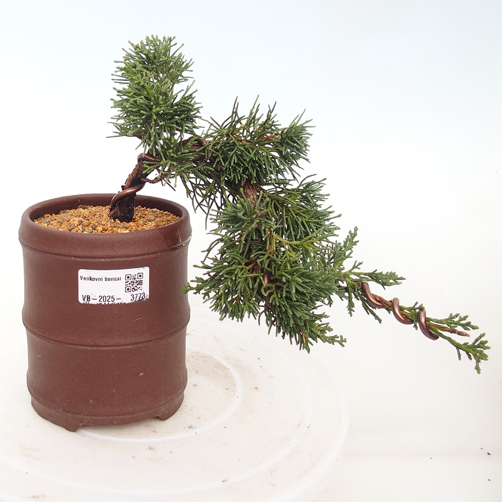 Bonsai für draußen - Juniperus chinensis Kishu
