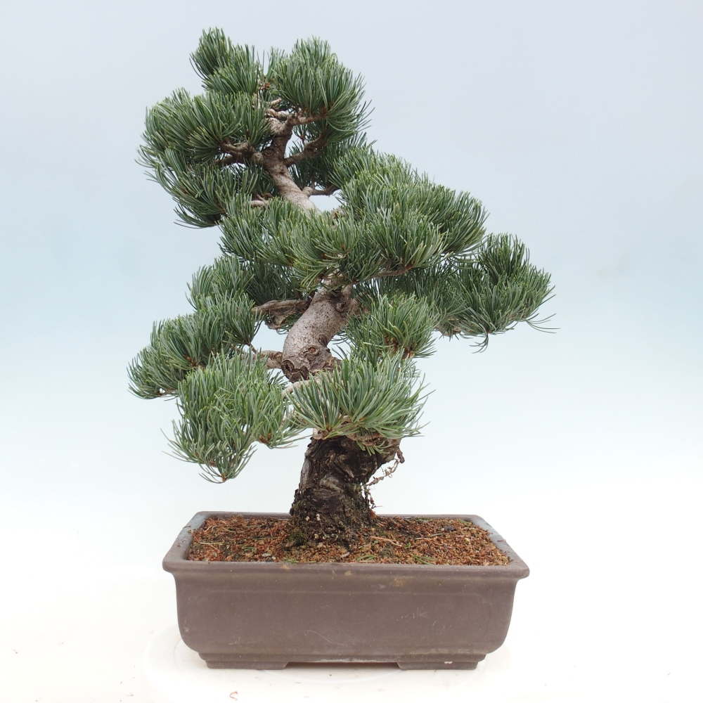 Bonsai für draußen - Pinus parviflora - Pinus parviflora