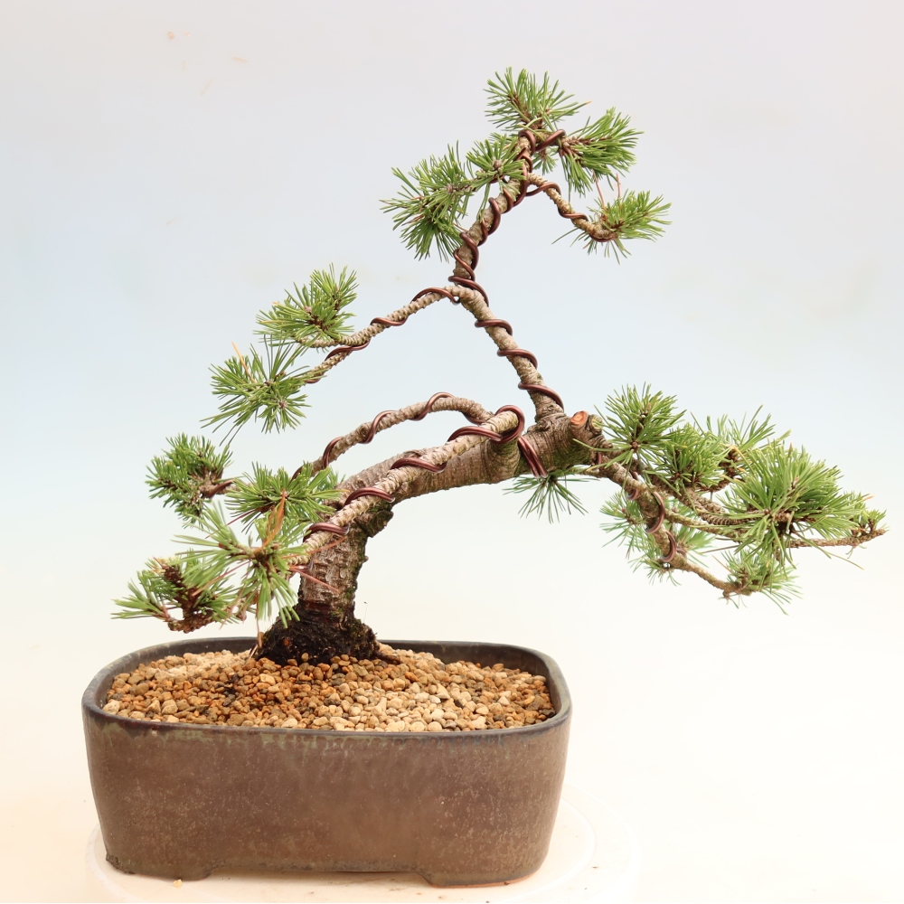 Bonsai für den Außenbereich – Pinus mugo Humpy – Zwergkiefer