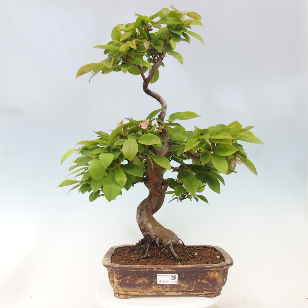 Bonsai für draußen - Pseudocydonia sinensis - Chinesische Quitte