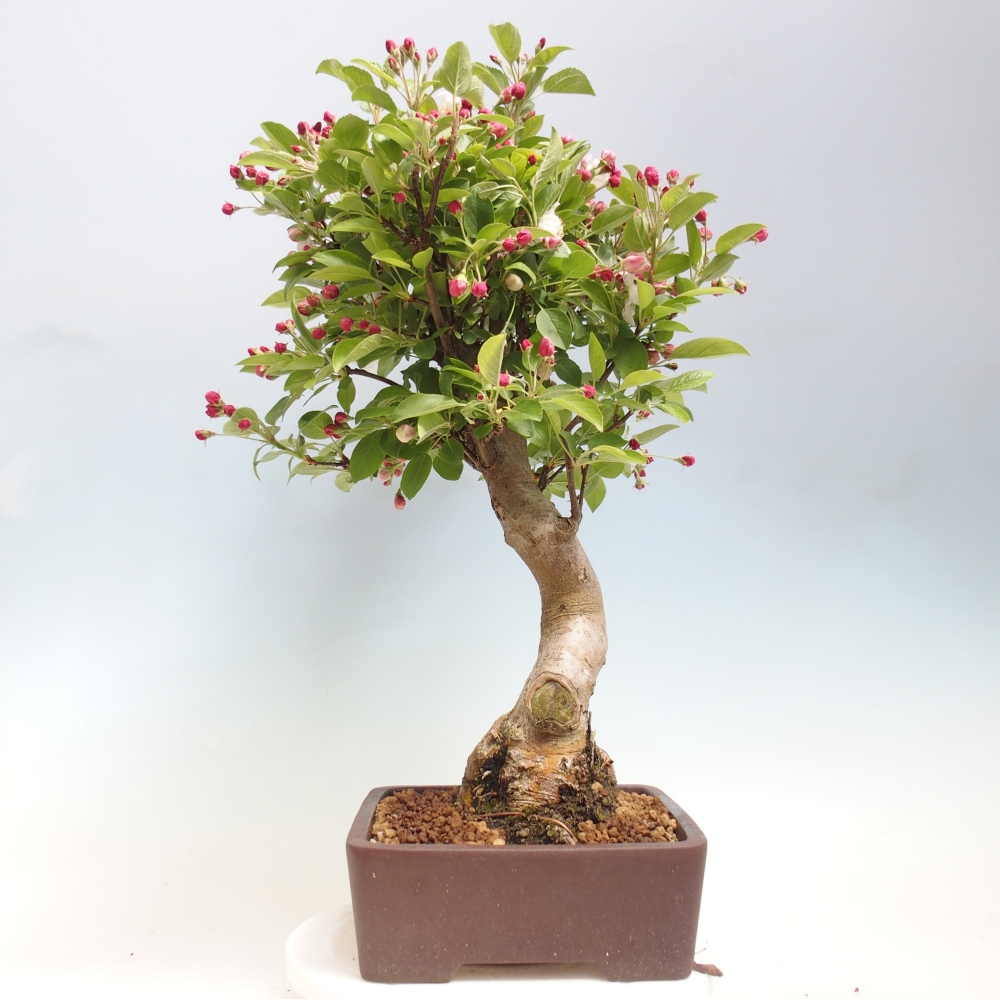 Outdoor-Bonsai -Malus halliana - Kleinfrüchtiger Apfelbaum