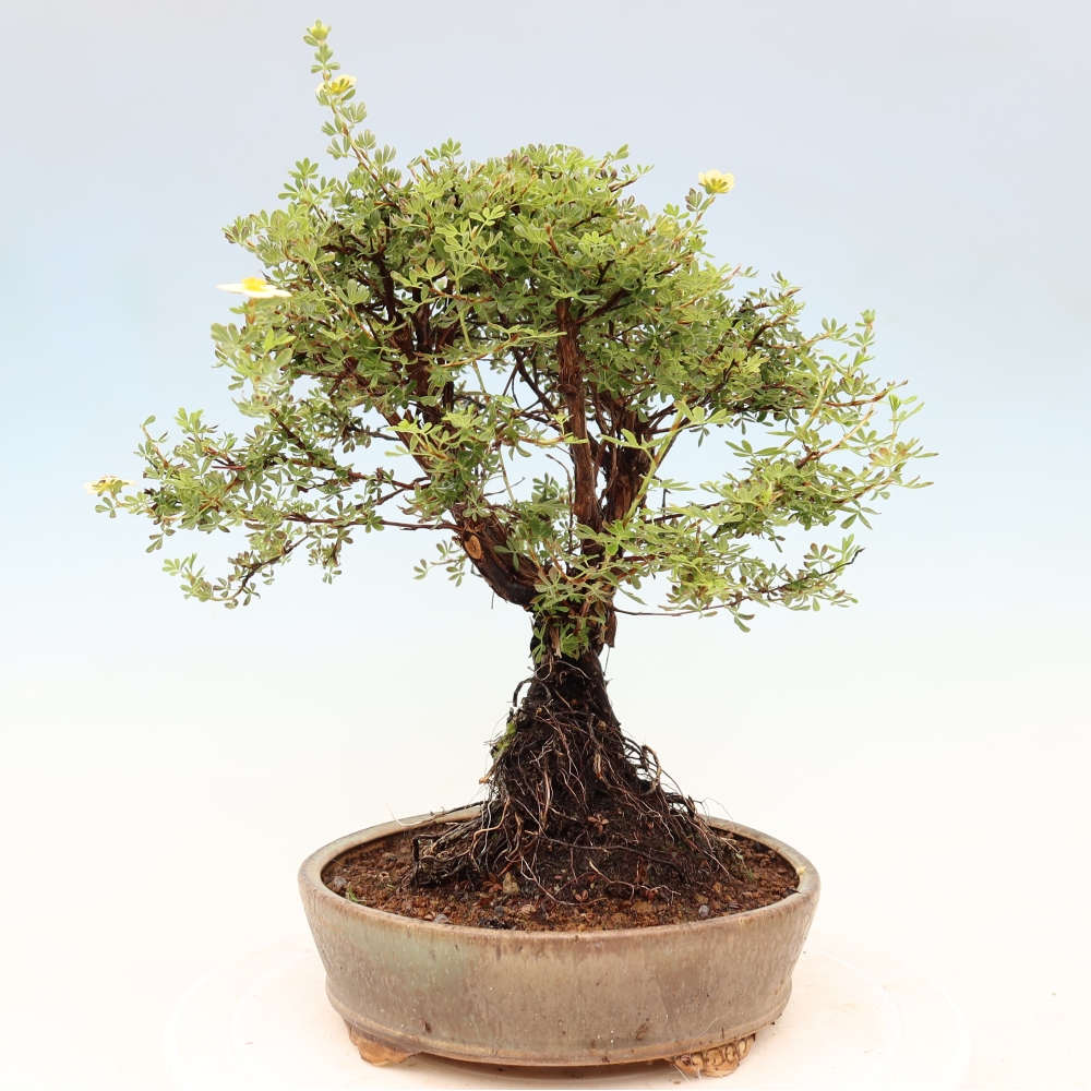 Bonsai für draußen - Potentila fruticosa