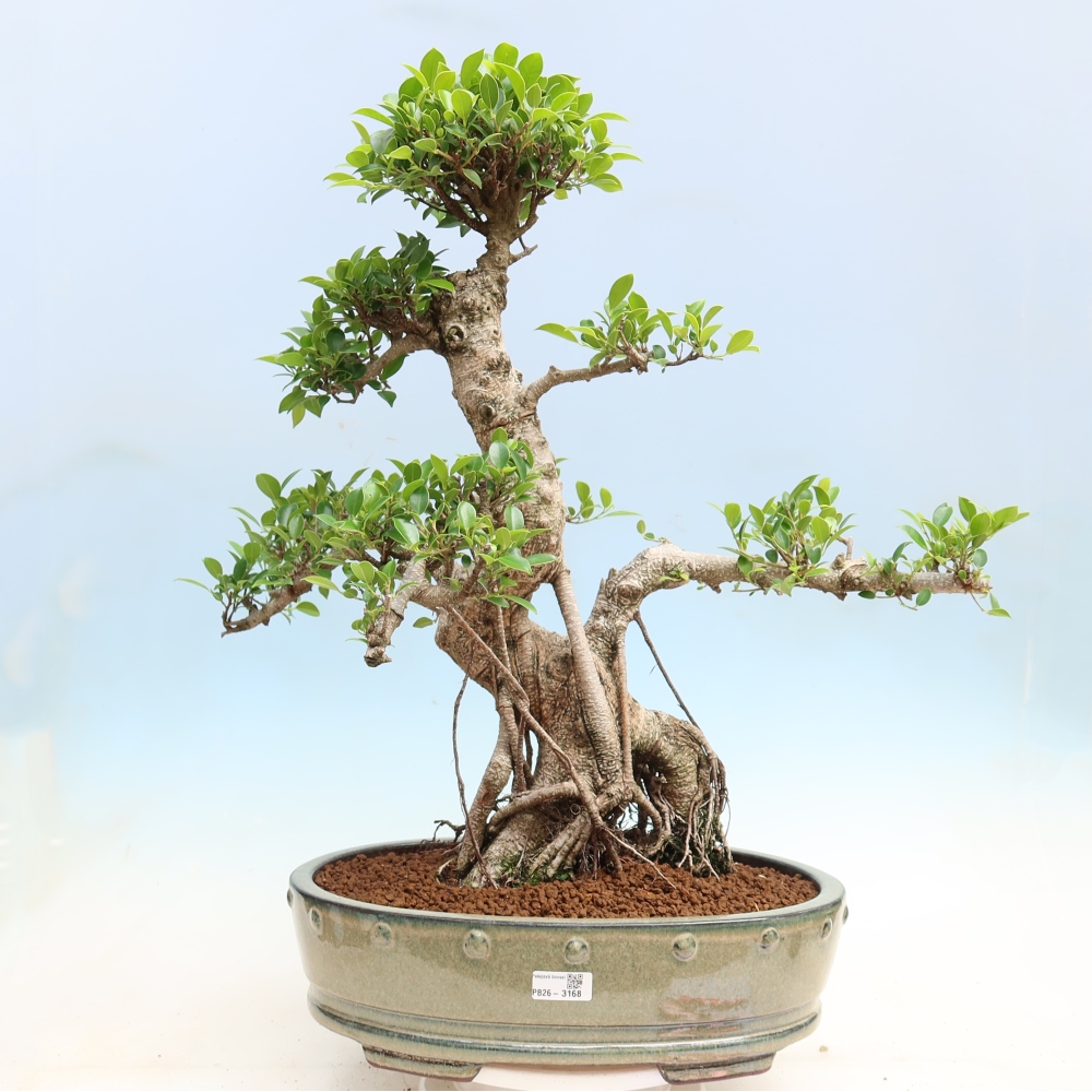 Zimmerbonsai - Ficus kimmen - Kleinblättriger Ficus