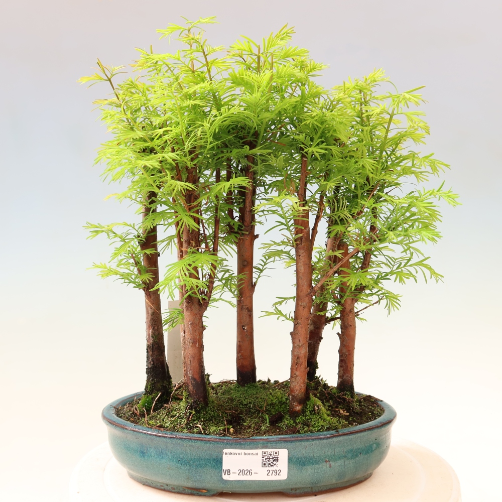 Bonsai für den Außenbereich – Metasequoia glyptostroboides – Chinesische Metasequoia – Wäldchen