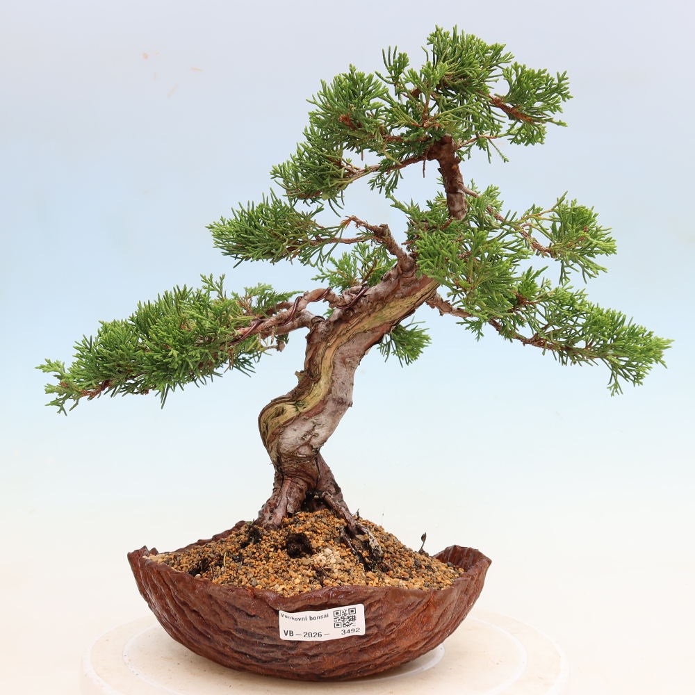 Bonsai für draußen - Juniperus chinensis Itoigawa-Juniperus chinensis