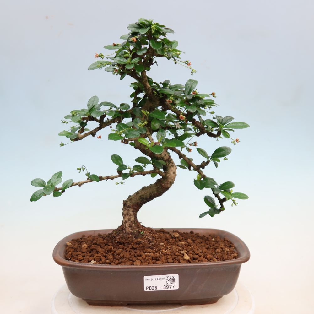 Zimmer-Bonsai - Carmona macrophylla - Tee-Fuki