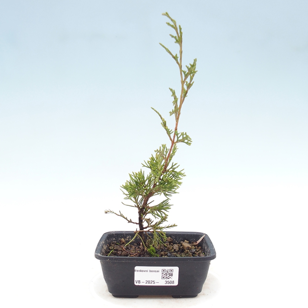 Bonsai für draußen - Juniperus chinensis Itoigawa