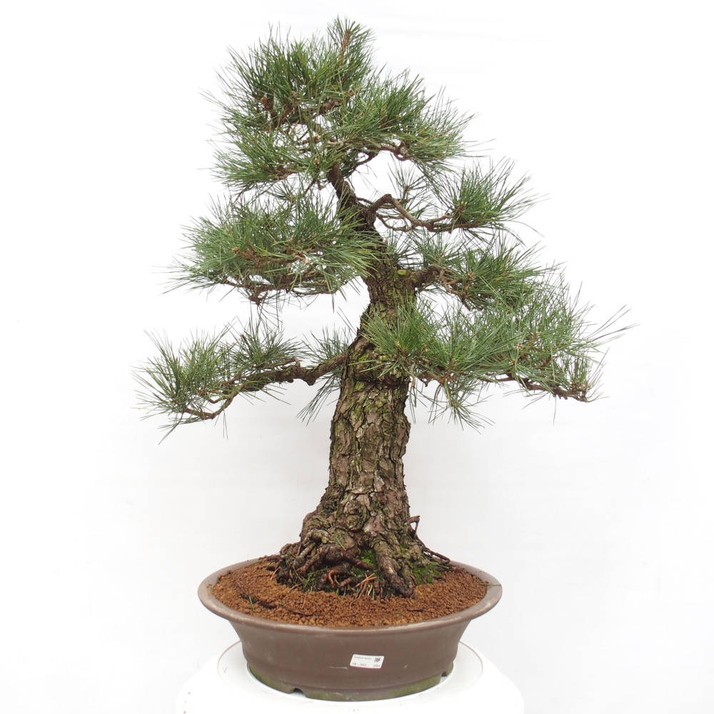 Bonsai für draußen - Pinus thunbergii - Thunberg-Kiefer
