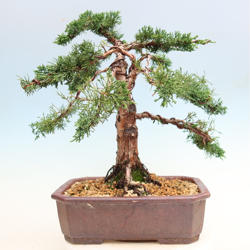 Bonsai für draußen - Juniperus chinensis Kishu