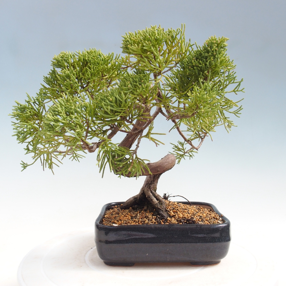 Bonsai für draußen - Juniperus chinensis Kishu