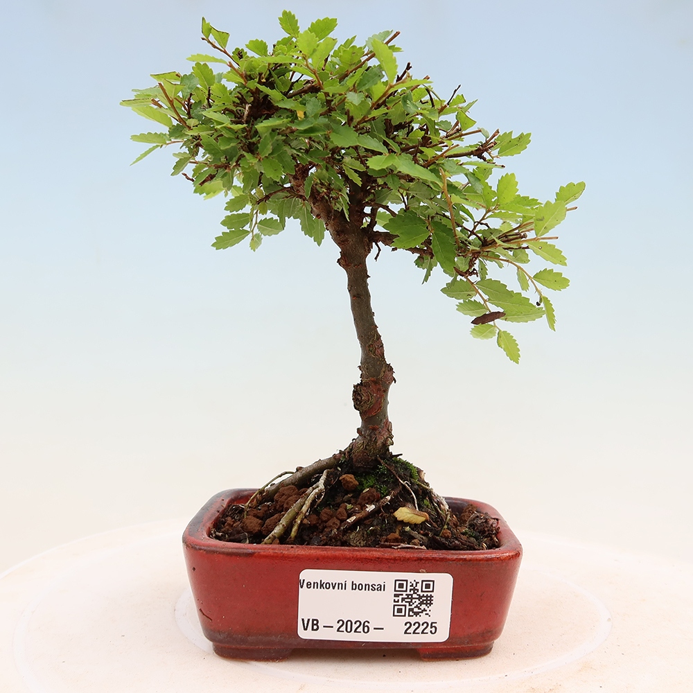 Bonsai für draußen - Ulmus parvifolia Sagei - Kleinblättrige Ulme
