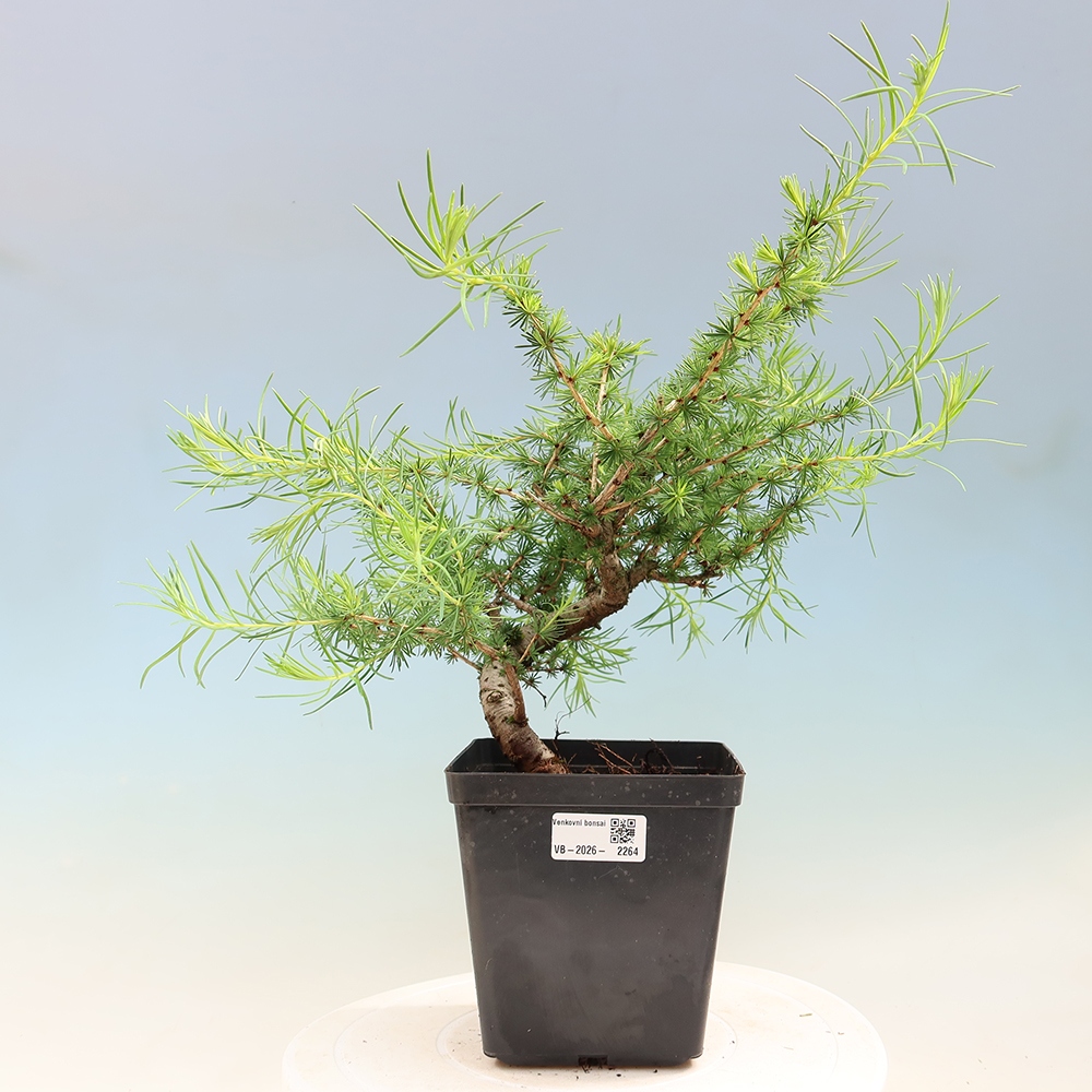 Bonsai für draußen -Larix decidua - Lärche