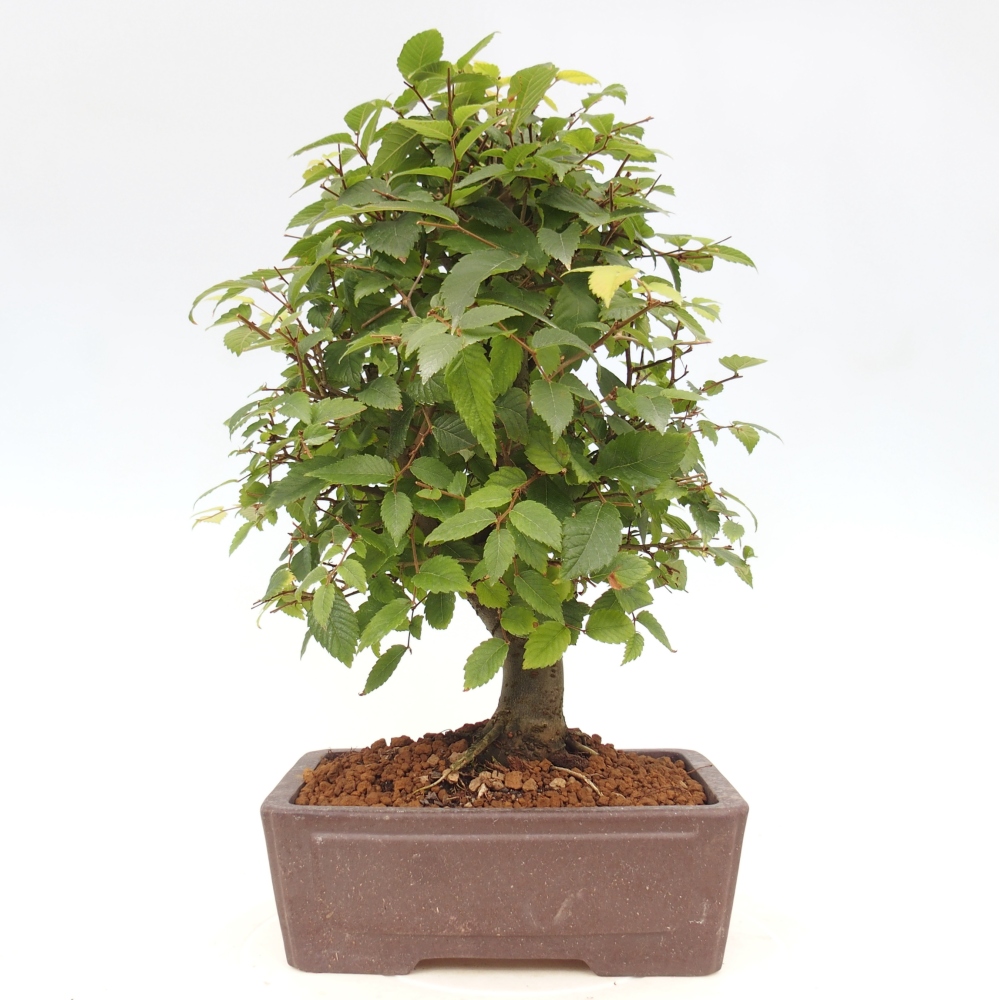 Bonsai für draußen - Zelkova - Zelkova NIRE