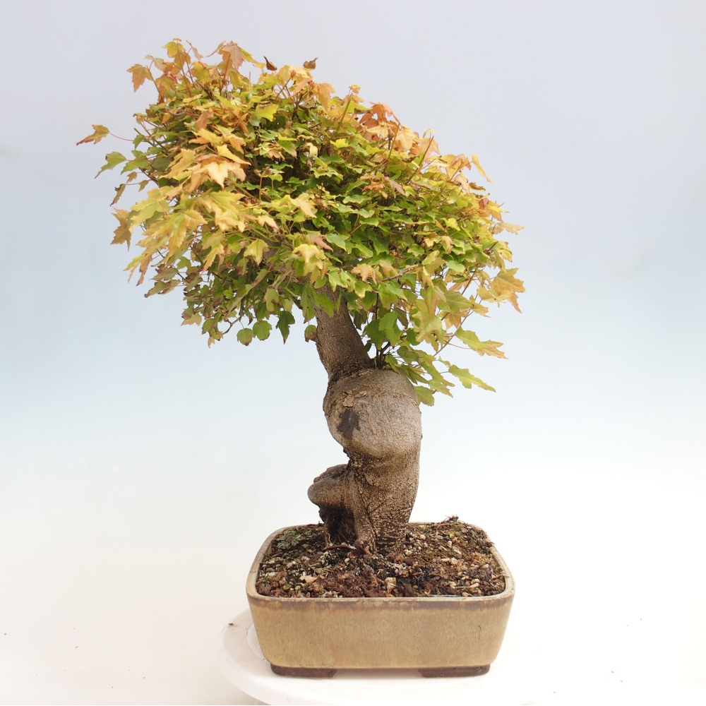 Bonsai für draußen - Acer Buergerianum - Bergahorn