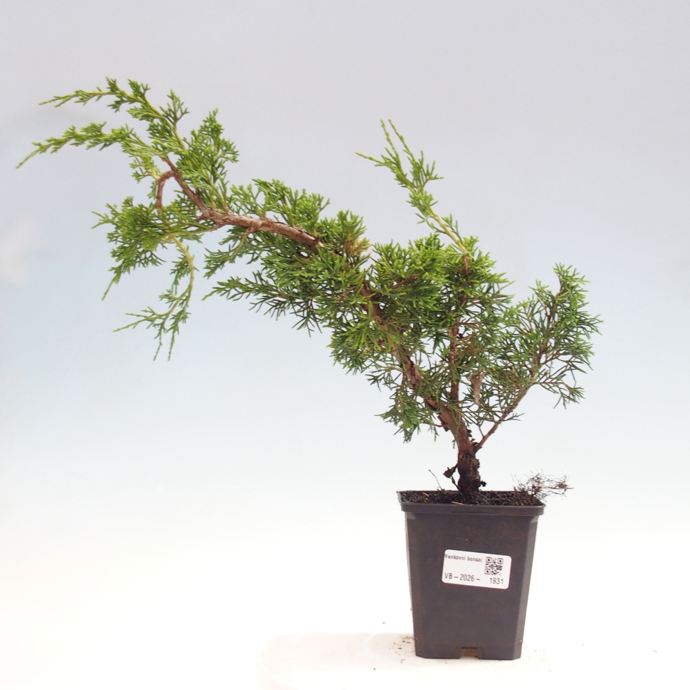 Bonsai für draußen - Juniperus chinensis Itoigawa