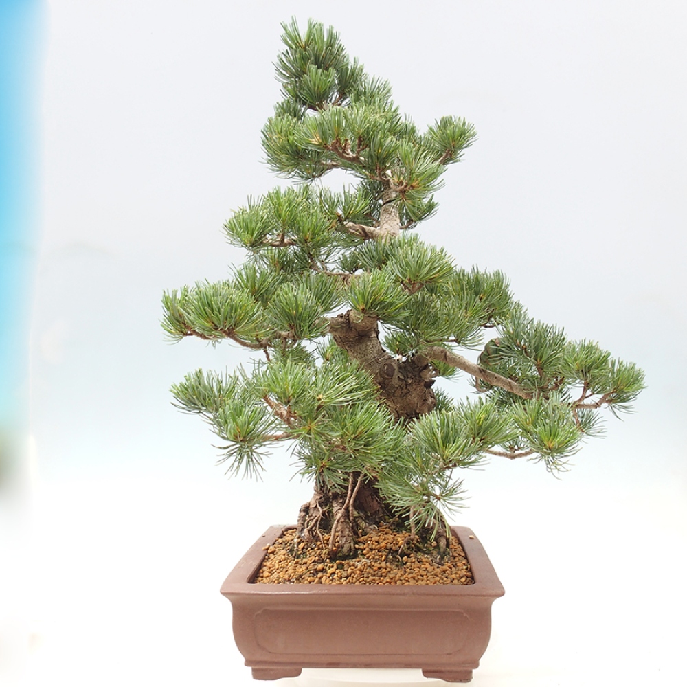 Bonsai für draußen - Pinus parviflora - Pinus parviflora