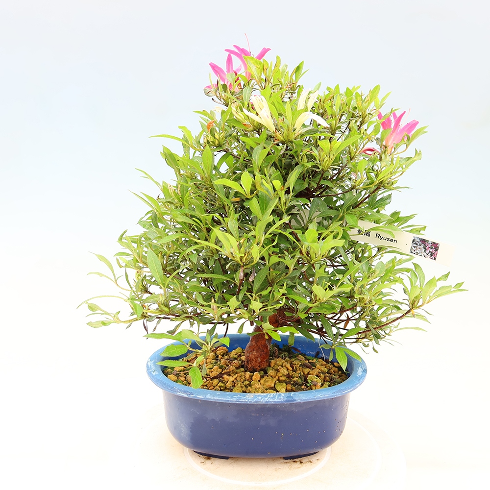 Bonsai für draußen - Japanische Azalee - Azalea Ryusen