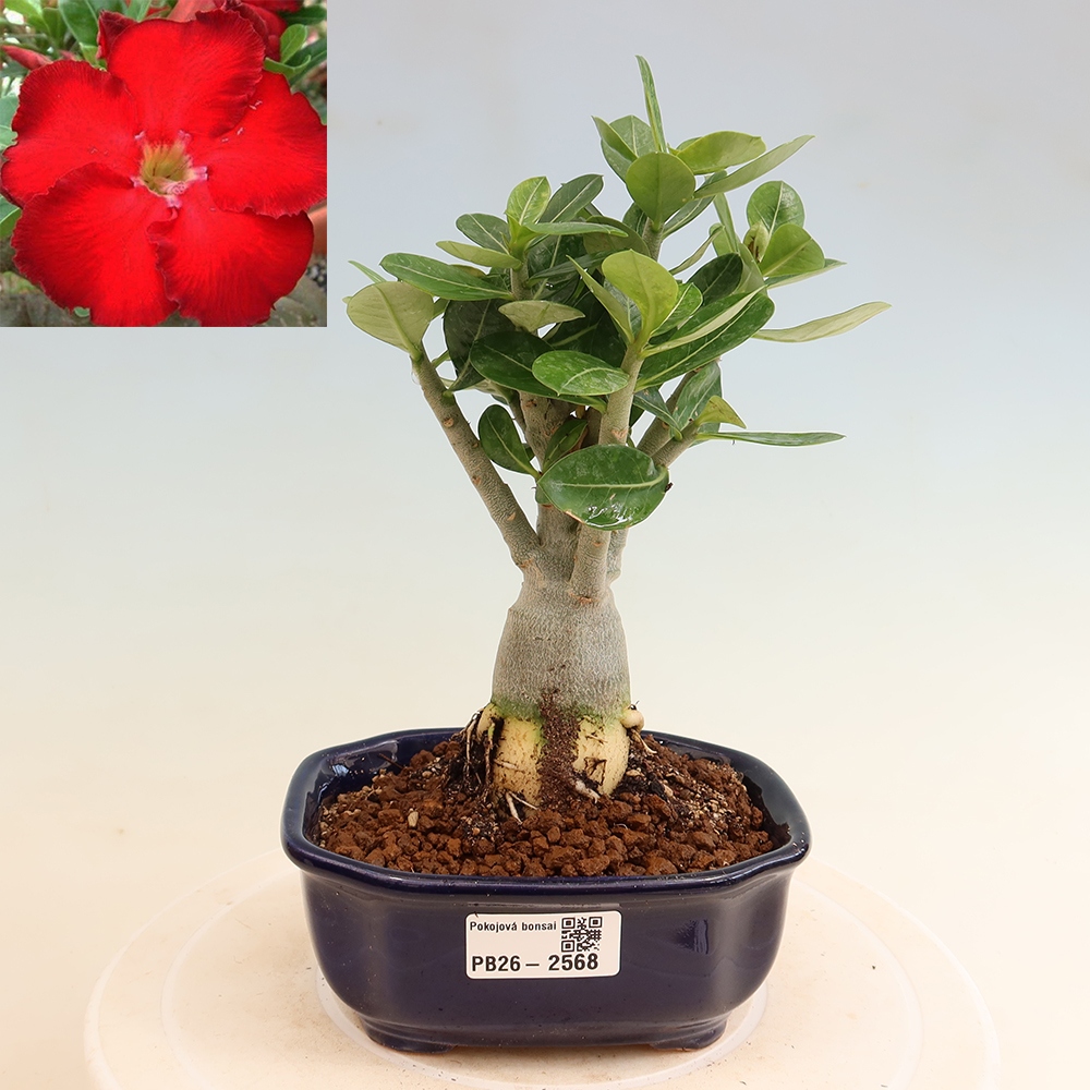 Zimmerbonsai – Adenium obesum „Red Star“ – Wüstenrose