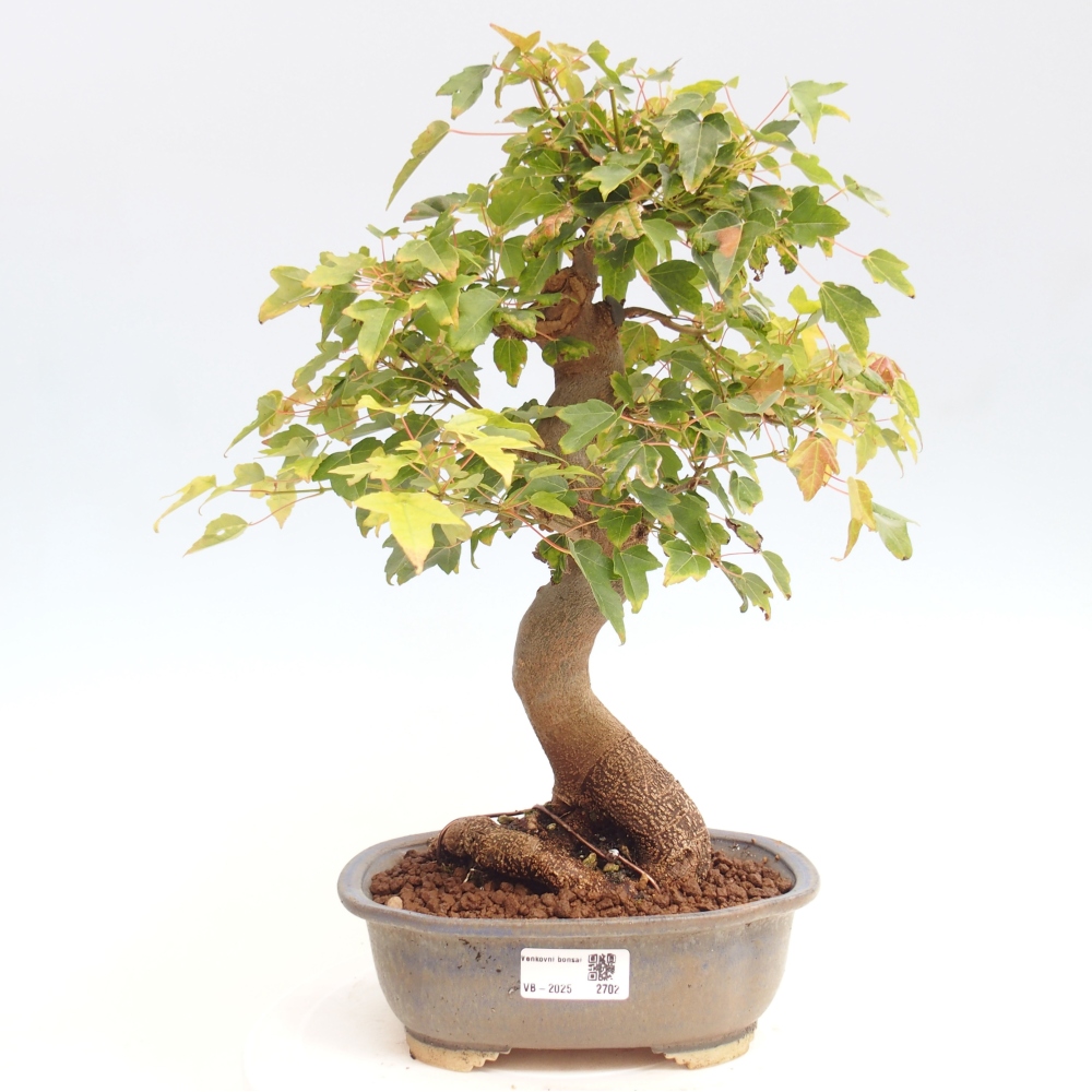 Bonsai für draußen - Acer Buergerianum - Bergahorn