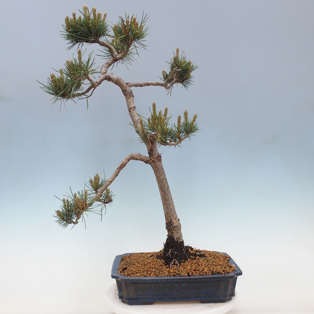Bonsai für draußen - Pinus Sylvestris Watererri - Waldkiefer