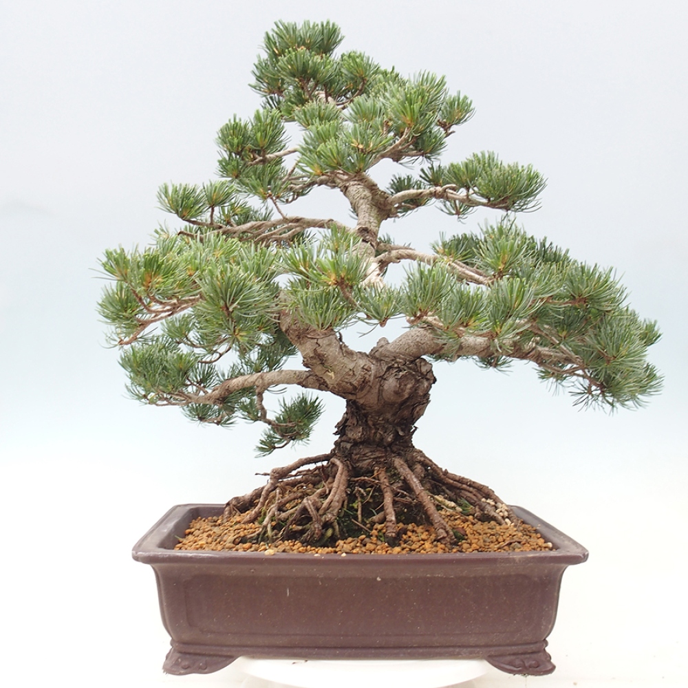Bonsai für draußen - Pinus parviflora - Pinus parviflora