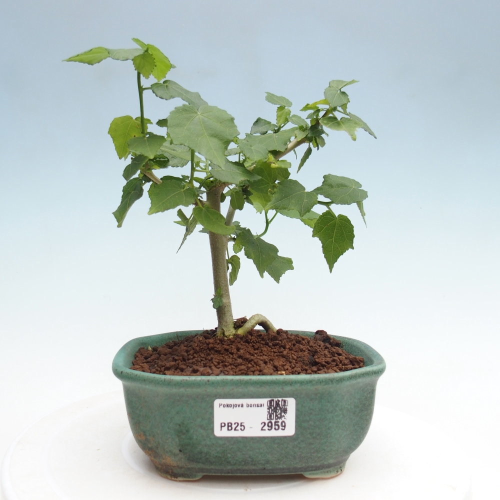 Zimmerbonsai - Malvaviscus arboreus