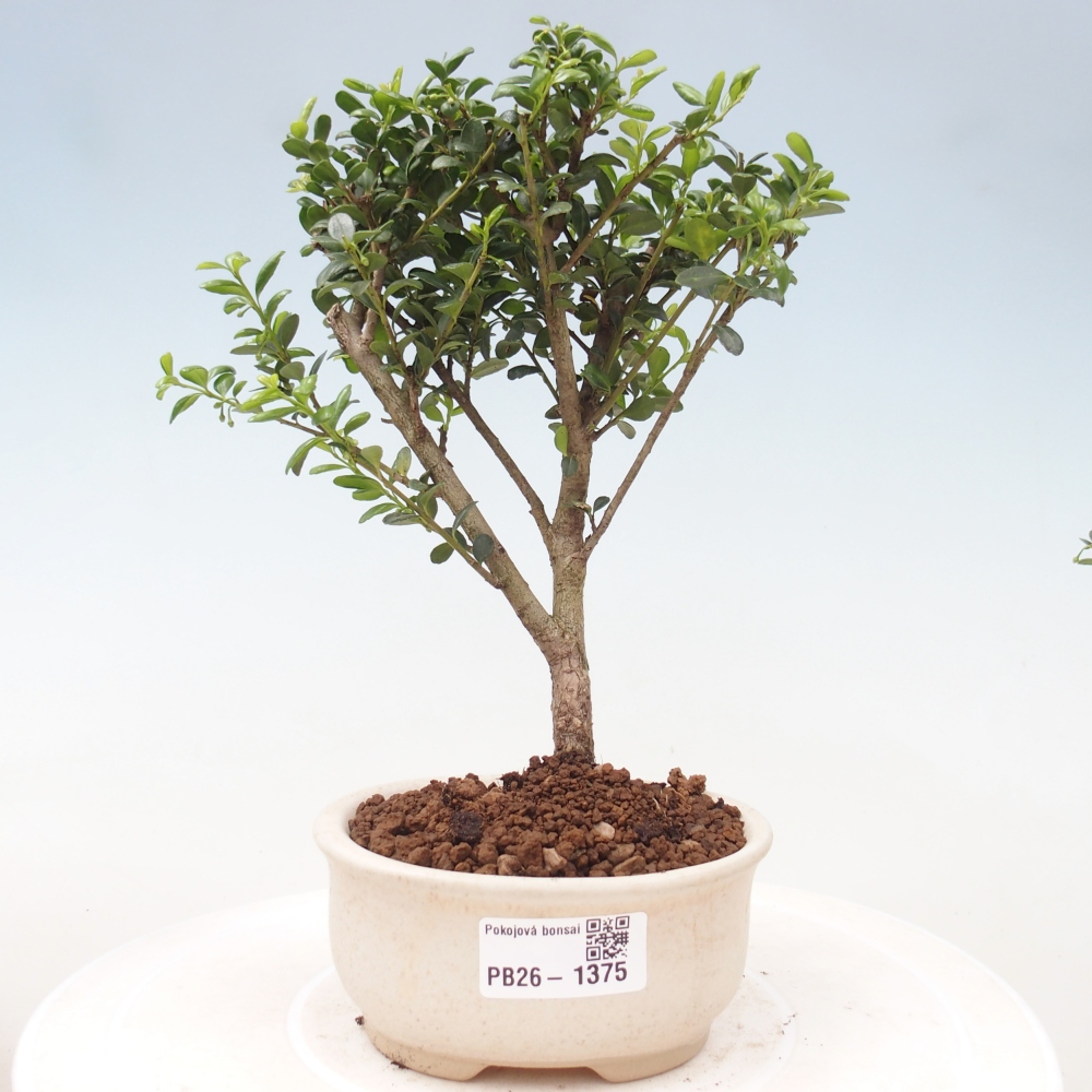 Zimmer Bonsai - Ilex crenata - Stechpalme
