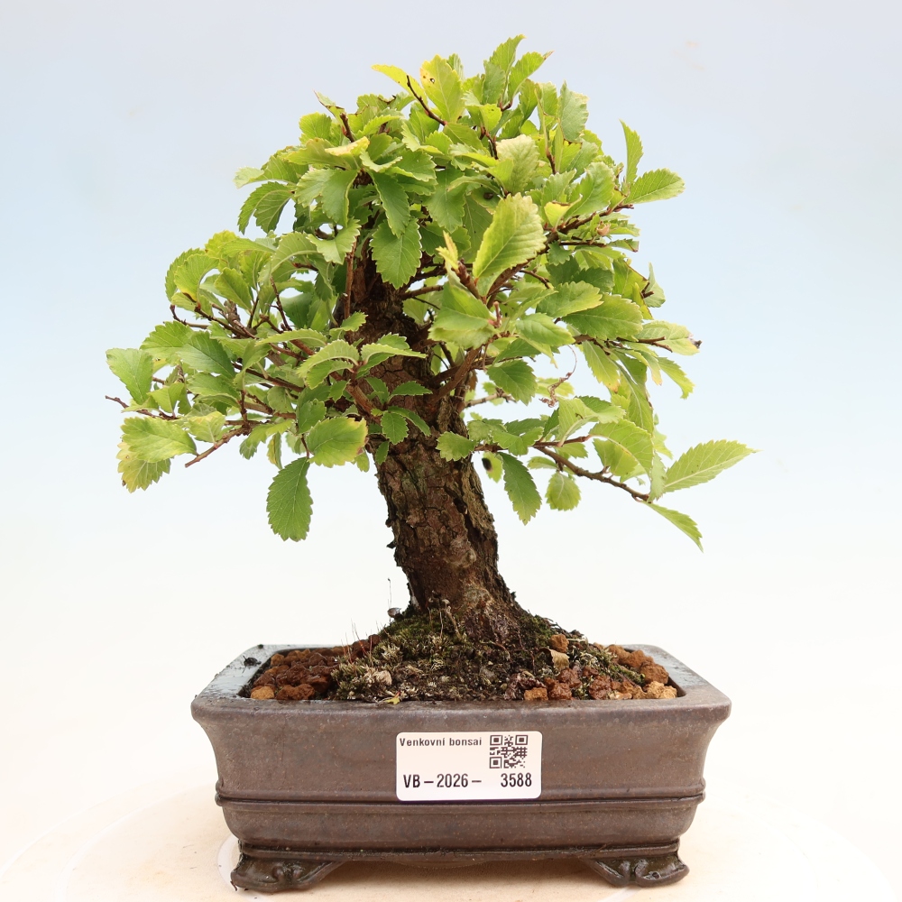 Bonsai für draußen - Zelkova - Zelkova NIRE