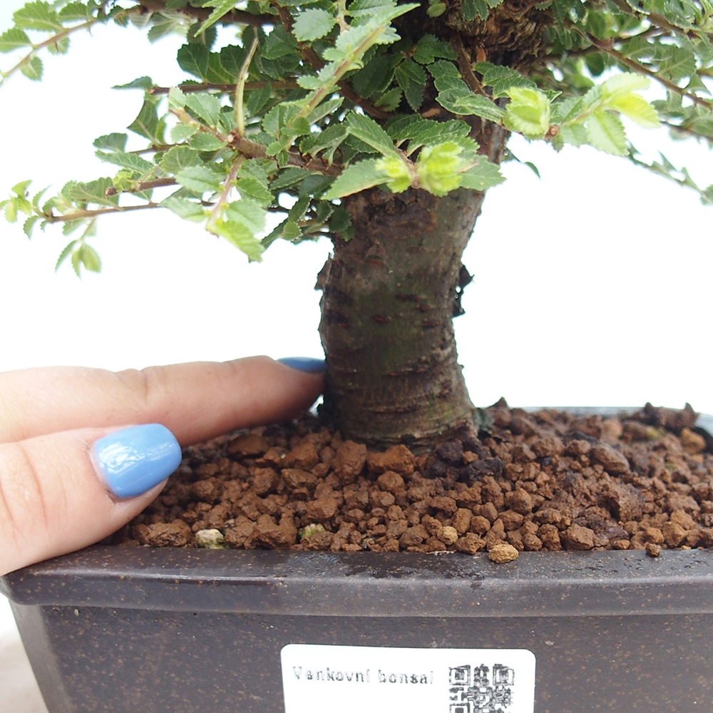 Bonsai für draußen - Ulmus parvifolia Hokkaido - Chinesische Ulme