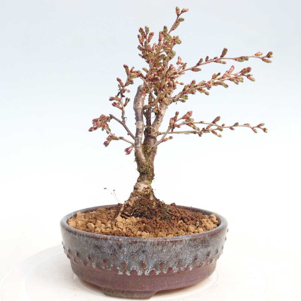 Bonsai für draußen - Prunus incisa Kojou-no mai-Plivon ausgeschnitten