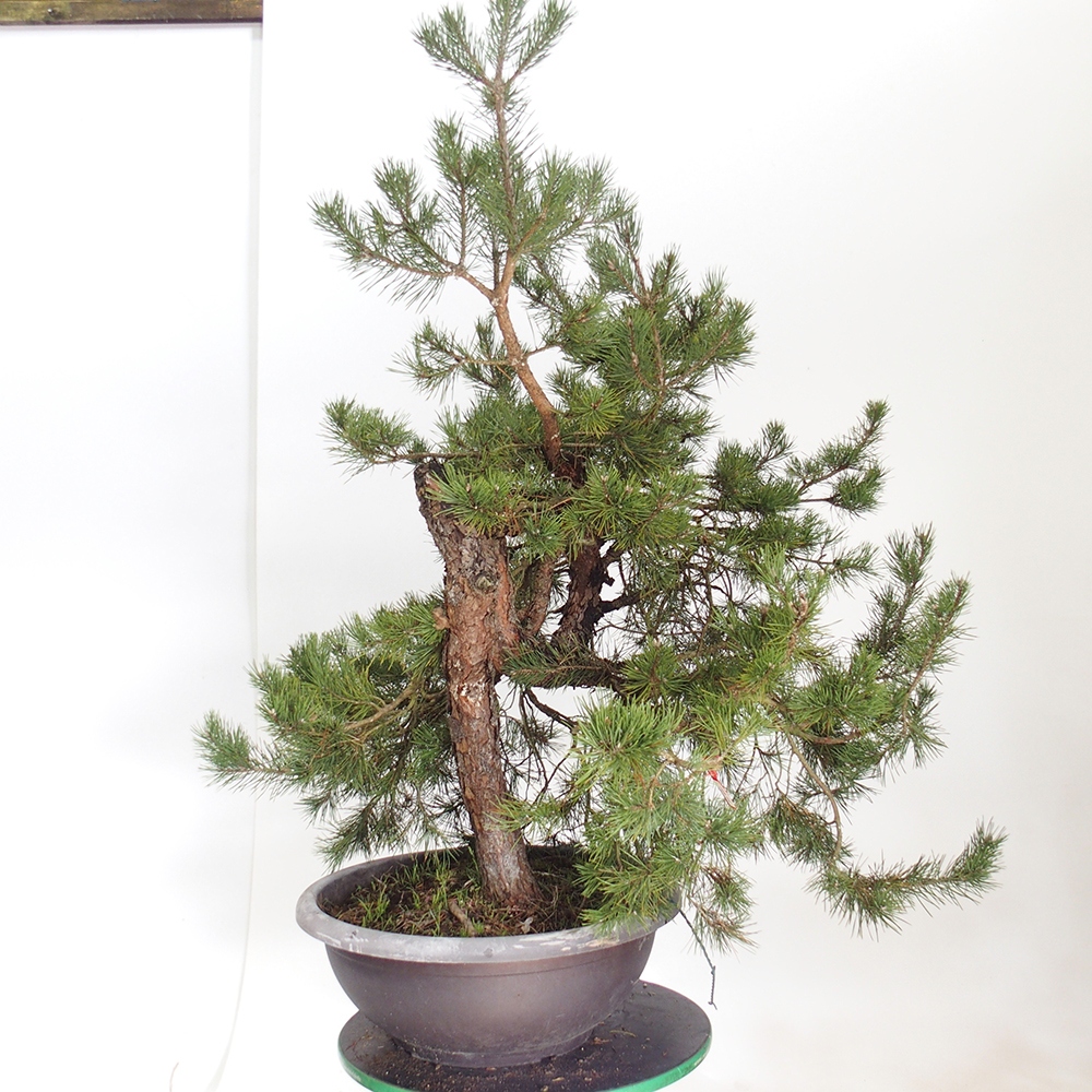 Yamadori - Pinus sylvestris Spanien