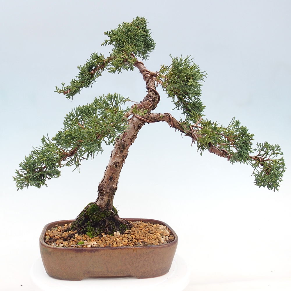 Bonsai für draußen - Juniperus chinensis Kishu